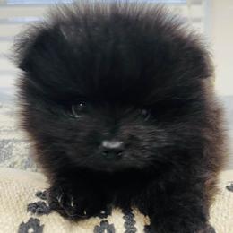 Pomeranians from Kristy's Pomeranians