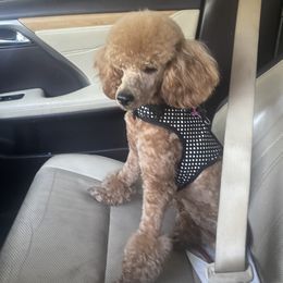 Maple - Poodle