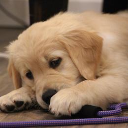 Golden Retrievers from Sims Golden Retrievers