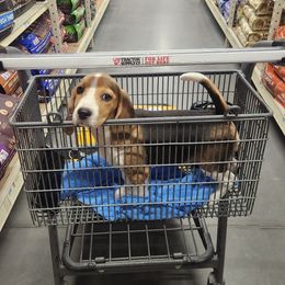 Beagle Puppies from Hamptons Ridge Beagles