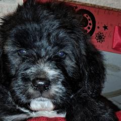 Barbado da Terceiras from Terceira Tail Blazers