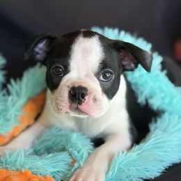 Boston Terrier Puppies from Bluewater Bostons