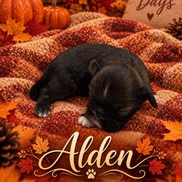 Alden - Sable male Shih Tzu puppy in Montgomery, Texas from Furbourne Farm
