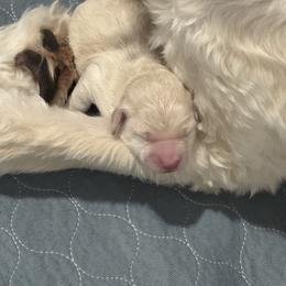 Gretel - Cream female Goldendoodle puppy in Lehi, Utah from Our Little Farm Life Doodles