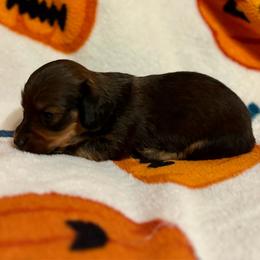 Tina - Cream female Dachshund puppy in Timpson, Texas from Double S Kennel