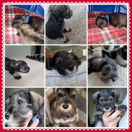 Parker - Miniature Schnauzer puppy in Chattaroy, Washington from Twisted Pines Mini Schnauzers