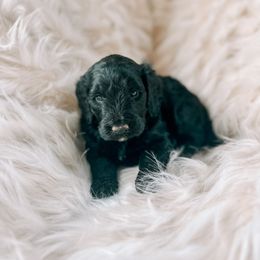 Girl 5 - Bernedoodle puppy in Yatesville, Georgia from High Hopes Doodles