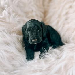Girl 5 - Bernedoodle puppy in Yatesville, Georgia from High Hopes Doodles
