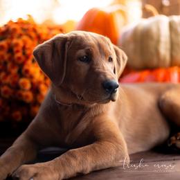Labrador Retriever Puppies from UC Labradors