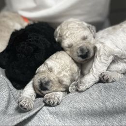 Poodle Puppies from Singita Standard Poodles