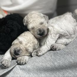 Poodle Puppies from Singita Standard Poodles