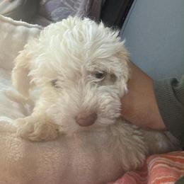 Snowman - White male Poodle puppy in Roseville, California from Lipscomb Doodles