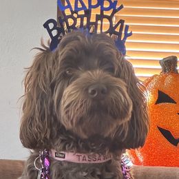 Sadie - Australian Labradoodle