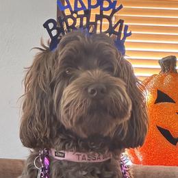 Sadie - Australian Labradoodle