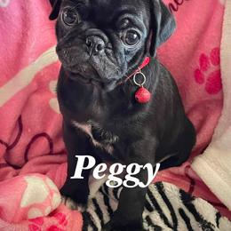 Peggy Sue - Black female Pug puppy in Hesperia, California from Amatskennel - Stubby Tails Ranch