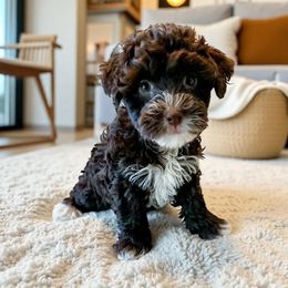 Asia - Chocolate female Yorkipoo puppy in from Pink Poodles and Doodles