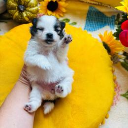 Cookie - Chocolate parti female Pomeranian puppy in Green Cove Springs, Florida from Natasha's Ark of Joy