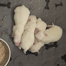 Moose - White male Coton de Tulear puppy in Warrenton, Virginia from Four Lochs LLC