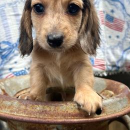 Shaded cream dapple boy - Dapple male Dachshund puppy in Payette, Idaho from NT Mini Doxies