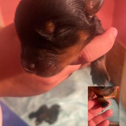 Rottweiler Puppies from Hale Haus Rottweilers