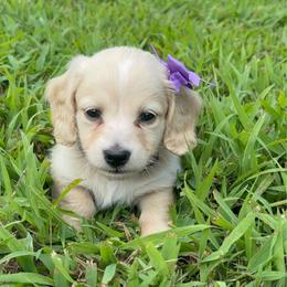 Ginger - Cream female Dachshund puppy in Marshfield, Missouri from Hilltop Kennel LLC
