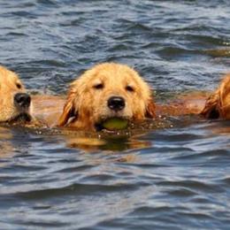 Golden Retrievers from 2 Rivers Goldens