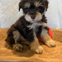 Miniature Schnauzer Puppies from PK Mini Schnauzers
