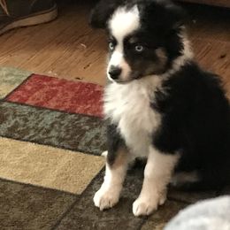 Toy Australian Shepherd All Grown Up from The Ranch of the Sun Toy Aussies