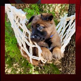Captain - Red sable male Belgian Malinois puppy in Chino, California from BlueStone K9