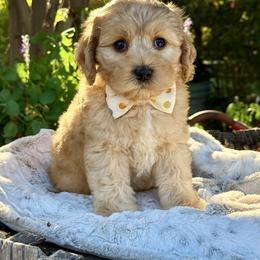Red - Apricot male Australian Labradoodle puppy in Anderson, California from Shaggy Doodles
