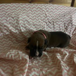 Red girl - Fawn Boxer puppy in Center Hill, Florida from Rogers Farm’s Beloved Boxers