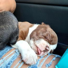 Boston Terrier Puppies from The Christian Bostons