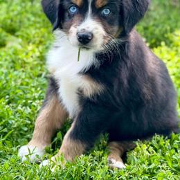 Miniature Australian Shepherd and Toy Australian Shepherd Puppies from Kickapoo Creek Toy & Mini Aussies