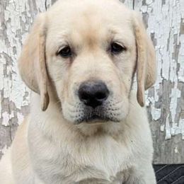 Labrador Retrievers from Woodland Kennels
