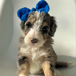 Isla - Blue merle female Bernedoodle puppy in Pulaski, Tennessee from Doodle My Heart