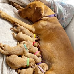 Goldendoodle, Labradoodle, Labrador Retriever, and Poodle Puppies from Katie K9
