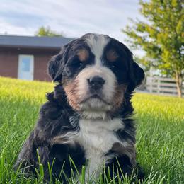 Jasnah - Black rust and white female Bernese Mountain Dog puppy in Stone Creek, Ohio from Highland Meadows