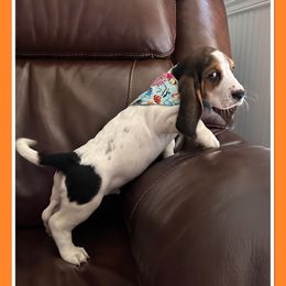 Boy 3 - Basset Hound puppy in Columbia, South Carolina from Pawmetto Hounds