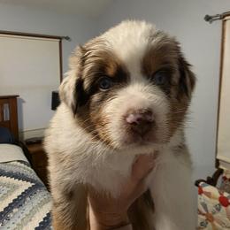 Radley - Red merle male Australian Shepherd puppy in Oak Ridge, Missouri from Myers Farm Aussies