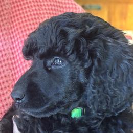Amadeus - Black male Poodle puppy in Hartselle, Alabama from Phare Poodles