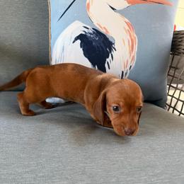 Bernadette - Dapple female Dachshund puppy in Lakeland, Florida from Cynthia’s Royal Dachshunds