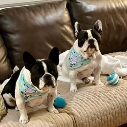Boxer and French Bulldog All Grown Up from The Bakery