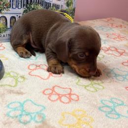 AKC Male 2600 - Chocolate and tan male Dachshund puppy in Summerville, South Carolina from Funk's Four-Legged Friends