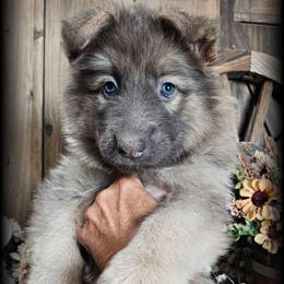 Valor - Blue male German Shepherd puppy in Sequim, Washington from German Shepherd Haus