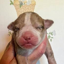 Girl 9 - female Alapaha Blue Blood Bulldog puppy in Grafton, Ohio from Eclipse Alapaha Kennels