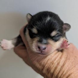 Boy 3 - Black and white male Pomsky puppy in Spring Hill, Florida from www.PuppyTimeEmporium.com