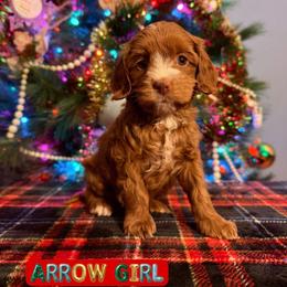Lavender girl - Apricot female Australian Labradoodle puppy in Rockton, Illinois from Dream Doodles and Cockapoos