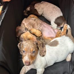 Honey Bee - Dapple female Dachshund puppy in Ben Wheeler, Texas from P&P Dachshunds