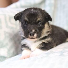 Drizzle - Black and tan female Pembroke Welsh Corgi puppy in Plains, Montana from Diamond Corgis