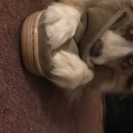 Australian Shepherd All Grown Up from Big Run Australian Shepherds